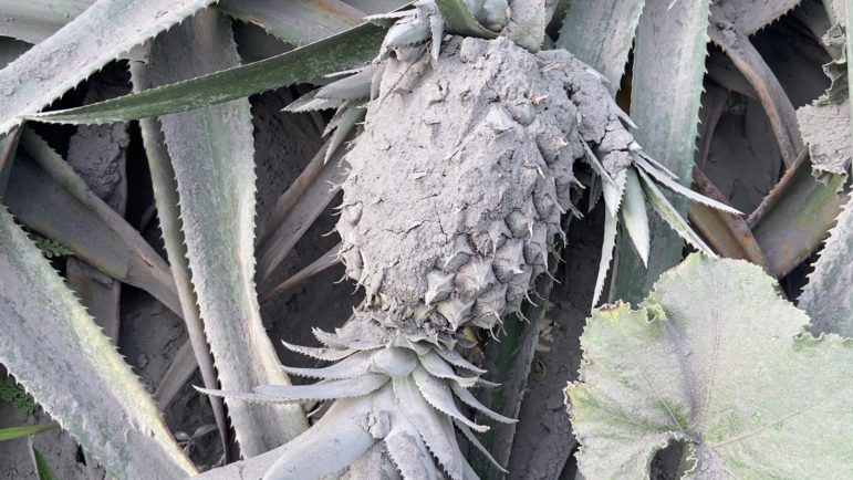 An ash covered pineapple tells the story of destruction