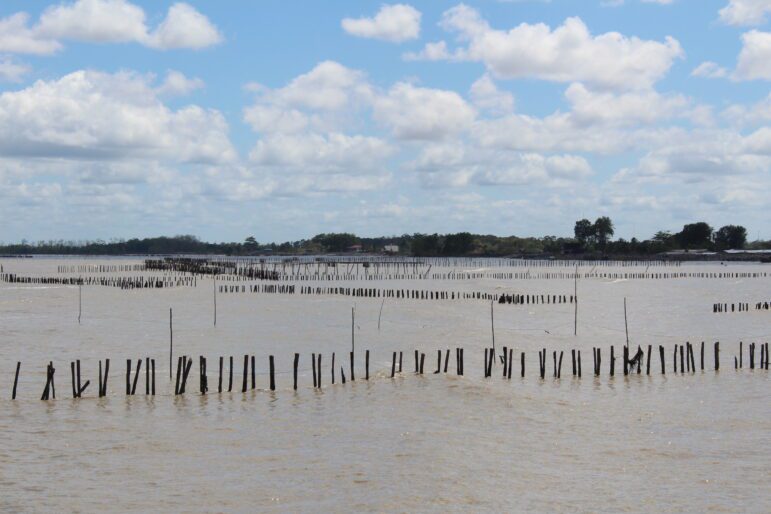 Remnants of Sediment Trapping Units (STUs) at Weg naar Zee, showing how earlier nature-based efforts to capture mud and rebuild the coastline have deteriorated over time