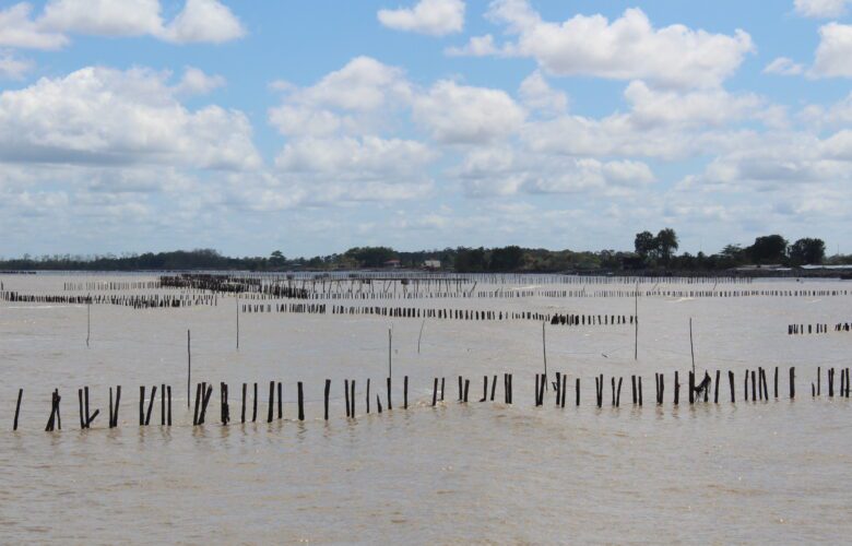 Remnants of Sediment Trapping Units (STUs) at Weg naar Zee, showing how earlier nature-based efforts to capture mud and rebuild the coastline have deteriorated over time