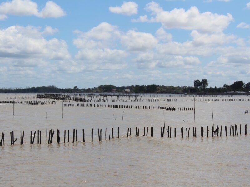 Remnants of Sediment Trapping Units (STUs) at Weg naar Zee, showing how earlier nature-based efforts to capture mud and rebuild the coastline have deteriorated over time