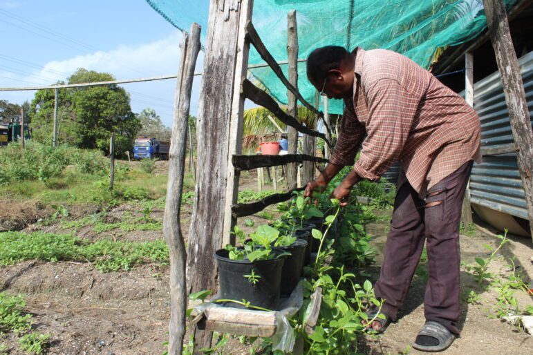 Soerinderpersad Ganpat with his spinach crop, while a truck involved in the construction of the sea dike stands in the background.