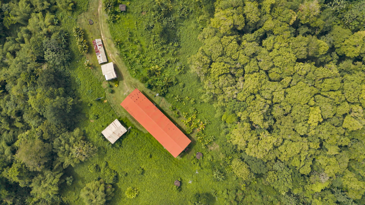 Aerial view of the abandoned rubber fields on Non Pareil Estate in 2025
