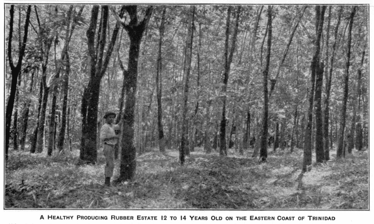 Early rubber estate initiatives in eastern Trinidad circa 1927. Photo Courtesy: U.S. Department of Agriculture 1928
