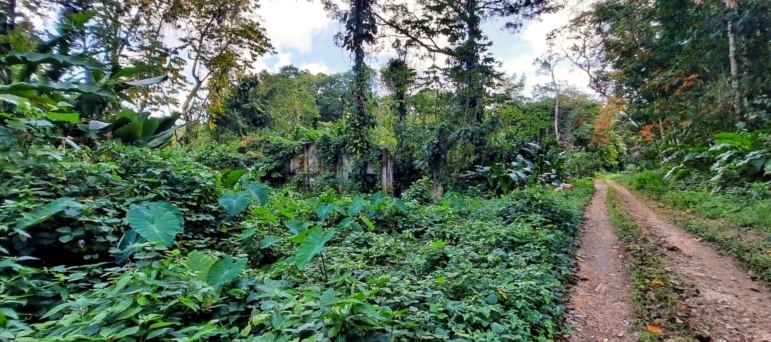 Abandoned chapel where Christianity was taught to the indentured labourers at Non Pareil Estate. Opposite the chapel is the estate’s rubber forest.